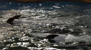 Танцы на воде