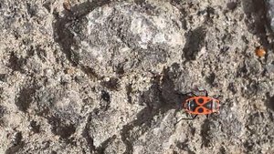 клоп солдатик, красноклоп бескрылый, козачёк, красный клоп