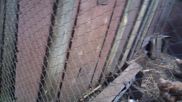 Поение курочек водичкой 4 сентября 2025