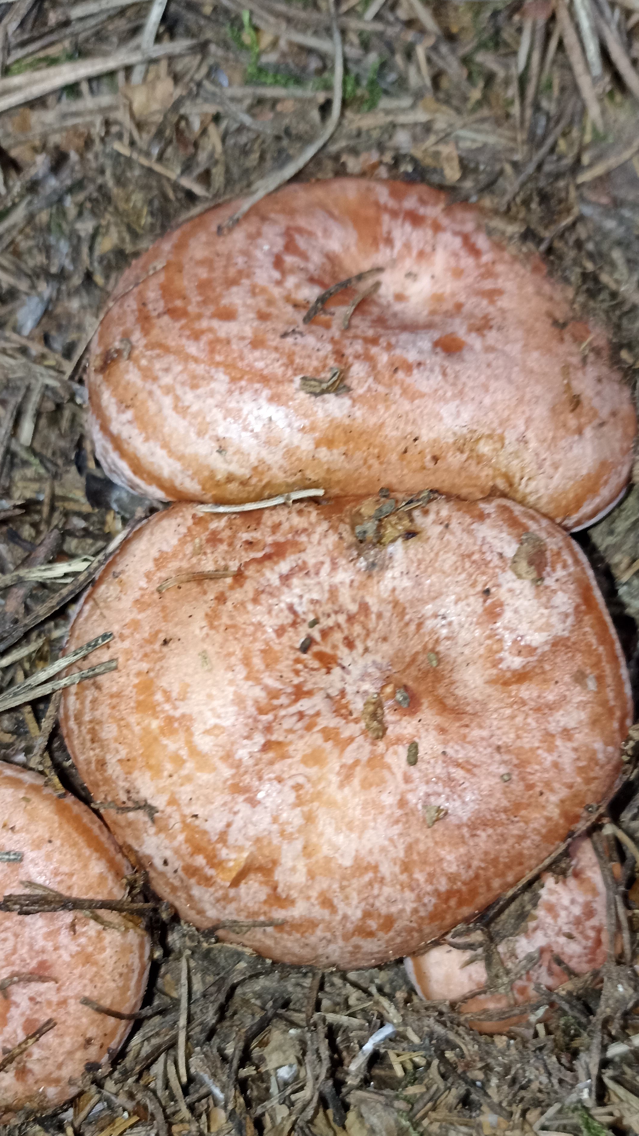 Белые грибы. Грузди. Рыжики смотреть онлайн