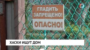 Хаски ищут дом