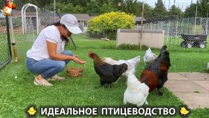 Идеальное птицеводство достойно восхищения 🐓🦆🦢🦚🦃🐔 эпизод (335)