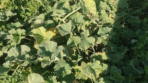 Спелая ли дыня?