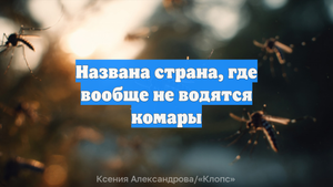 Названа страна, где вообще не водятся комары