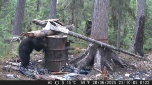 Мишаня на приваде