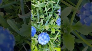 Цветы моего лета!!! нереальная красота природы!