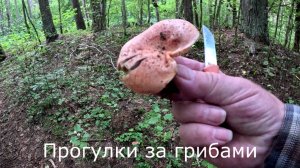 Прогулки за грибами.  Собираю маленькие лисички. Нашел первых рыжиков.