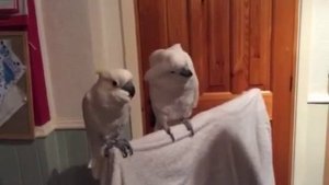 СМОТРЕТЬ ВИДЕО ПРИКОЛЫ ОНЛАЙН СМЕШНЫЕ И РЖАЧНЫЕ ВИДЕО / ВИДЕО ПРИКОЛЫ БЕЗ РЕГИСТРАЦИИ