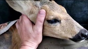 Раненого детеныша косули нашли на территории школы под Уфой