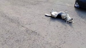 Собаки умеют настроение поднимать 🤣✔️