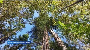 Телеэкспедиция "Север-2025": кедровый лес