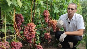 Виноград кишмиш Лучистый. Саженцы и черенки винограда в ЛНР РФ. Евгений РОМАН.