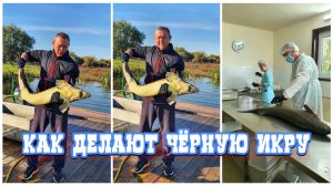 Чёрная икра. Как делают настоящую астраханскую чёрную икру?
