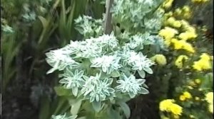 Лютики-цветочки на даче.