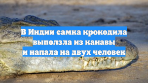 В Индии самка крокодила выползла из канавы и напала на двух человек