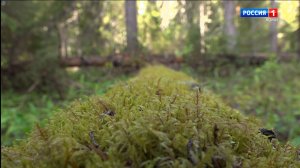 В Республике Коми сняли ограничения на посещение лесов