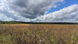 Поле. ч.3. Август 2025