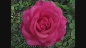 Христос Воскрес! Стихотворение Паниной Екатерины. Читает автор. Сочинение 2024 года, май.