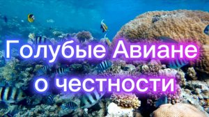 Голубые Авиане о честности 22.05.2025г (31 Послание)