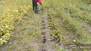 Прокатилась с ветерком / Собираю урожай.