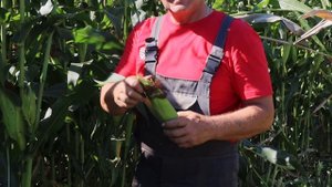 Уборка кукурузы в Жлобинском районе.