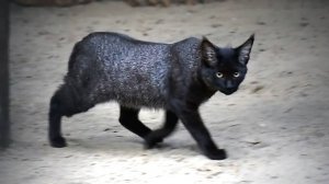 Камышовый котенок не может добраться до мамы, которая с мясом забралась высоко на дерево.