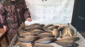 хороший улов карпа на большом водоёме