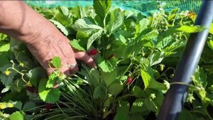 Заровняевтар тэлгэһэлэригэр.