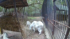 #коза #зоопарк