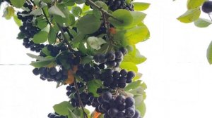 Глаза в слезах, а они ведь зеркало души ( 4 сентября)