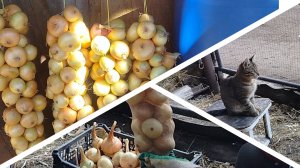 Три способа хранения лука