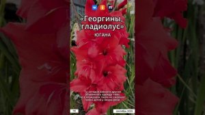 Югана - Георгины, гладиолус