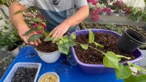 Уход за бугенвиллией, грунт, подкормки,хлороз