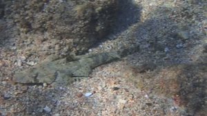 Рыба-крокодил Tentacled flathead Papilloculiceps longiceps PC060312