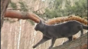 Кот ВАська на дереве. Лес Телеши.