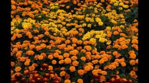 БЛАГОДАТЬ. Авторские песни Светланы Буреевой