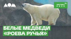 Как живется белым медведям в Красноярском парке флоры и фауны
