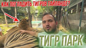 ТИГРЫ в ПАТТАЙЕ: Погладить и Обнять Хищника! Tiger Park Pattaya  ВСЁ, что нужно знать