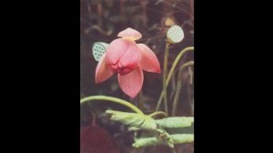 ОТКРЫТКИ В СССР