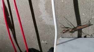 Бронзовый богомол 🐉