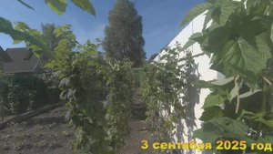 7 соток. Вырезаю малинник. Хроника 3 сентября 2025 год