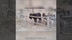 СМОТРЕТЬ ВИДЕО ПРИКОЛЫ ОНЛАЙН / ВИДЕО ПРИКОЛЫ / ЧТО ПОСМОТРЕТЬ ВИДЕО ПРИКОЛЫ БЕЗ РЕГИСТРАЦИИ