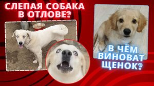 Слепая собака в отлове?