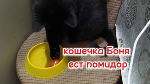 Кошечка Боня ест помидор.