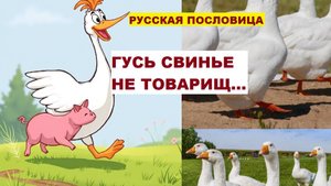 Русская пословица. ГУСЬ СВИНЬЕ НЕ ТОВАРИЩ...