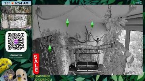 Волнистые попугаи 🦜🦜🦜 | авиарий на балконе📍