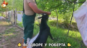 Содержание кур в домашних условиях и других птиц во дворе у Роберта 🐣🐤🦆🐔🪿🦃 (204)