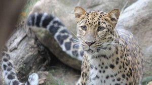 В РФ разработали ИИ-ассистента в рамках программы сохранения дальневосточного леопарда