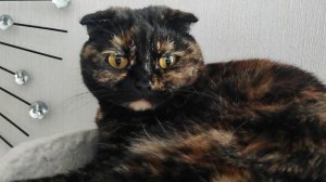 Любимые спальные местечки 🐱👍