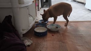 яблоки в собственном соку. заправка для борща.